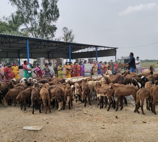 Sheep Rearing